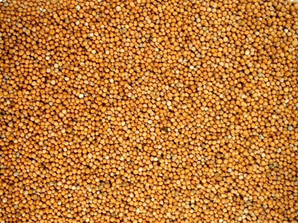 Mostarda branca inteira - 100 g