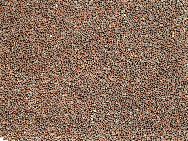 Mostarda preta inteira - 100 g