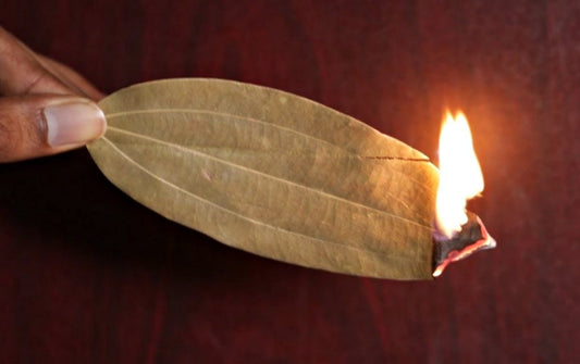 Queimar folha de louro: tradição, aroma e atmosfera única