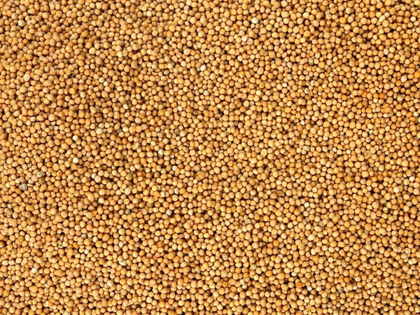 Mostarda branca orgânica inteira - 100 g