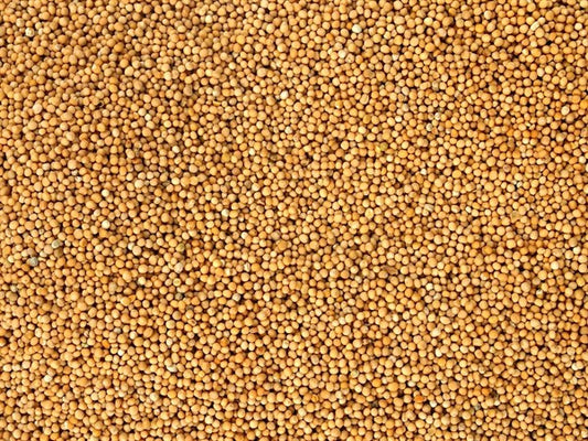 Mostarda branca orgânica inteira - 100 g